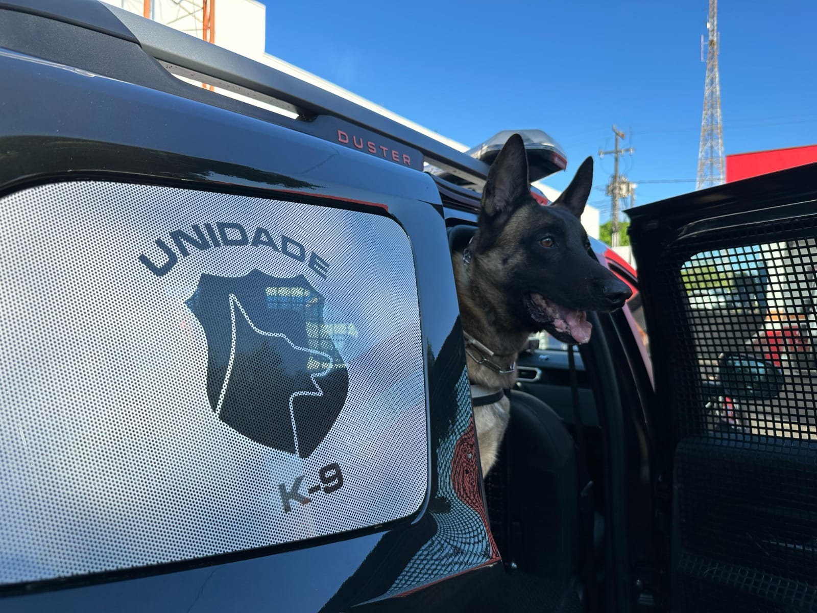 Cão da Guarda Municipal de Foz do Iguaçu da Unidade K-9 em viatura durante patrulhamento